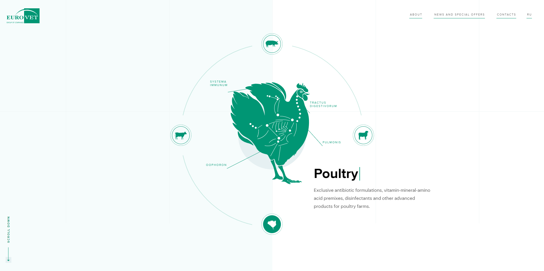 Eurovet Clean Website Design