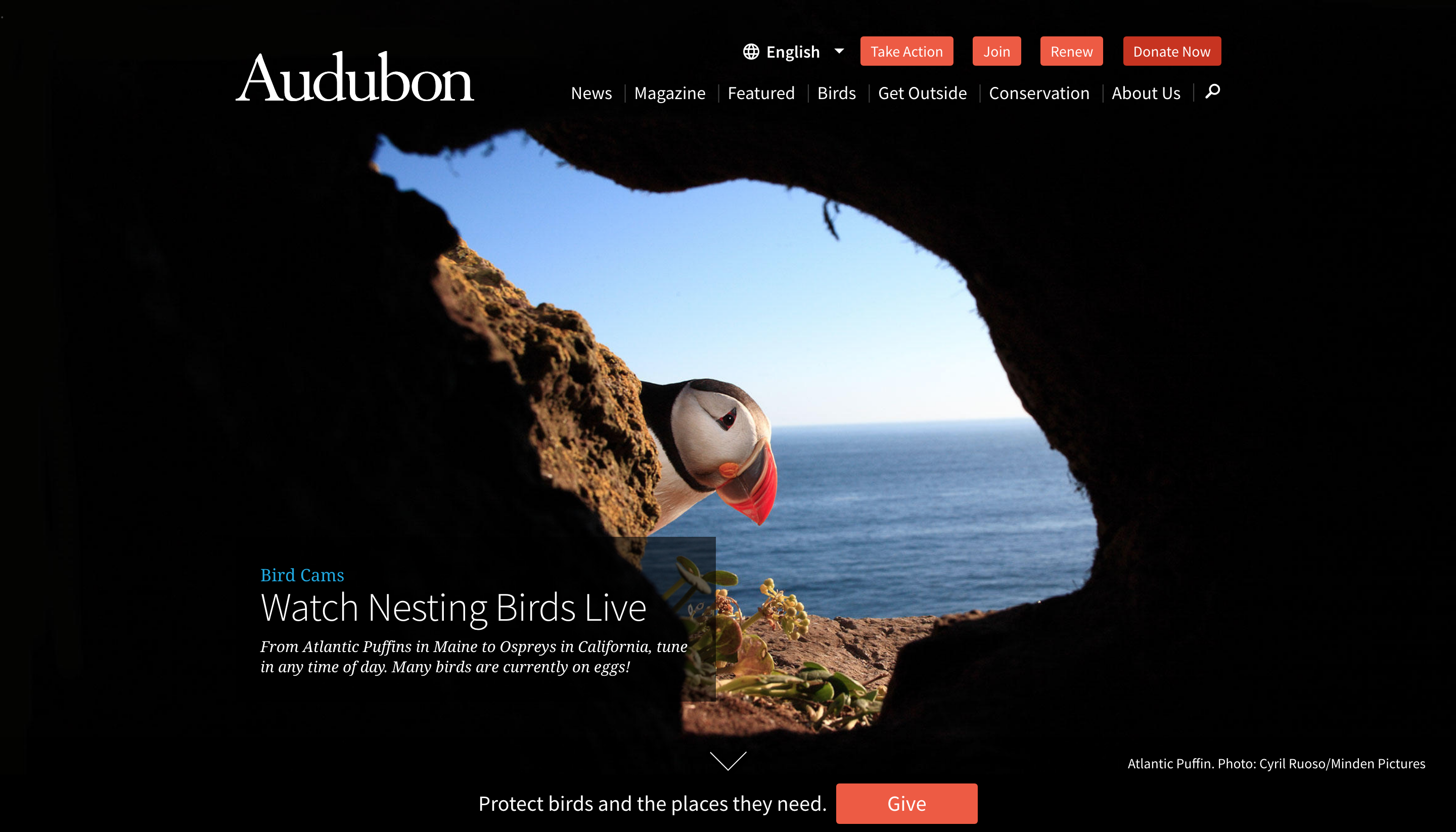 National Audubon Society Non Profit Website Design