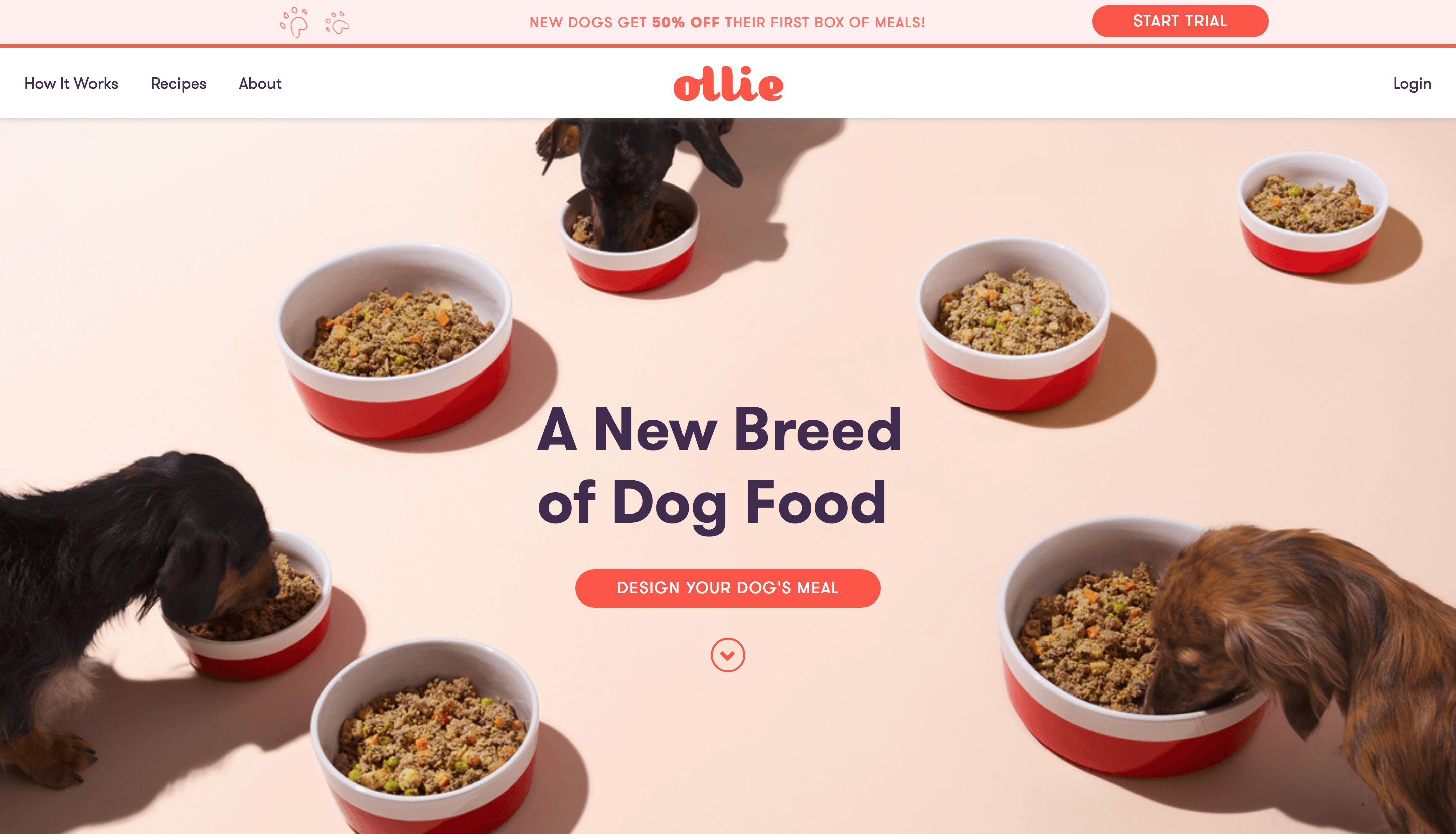 Ollie Startup Website Design